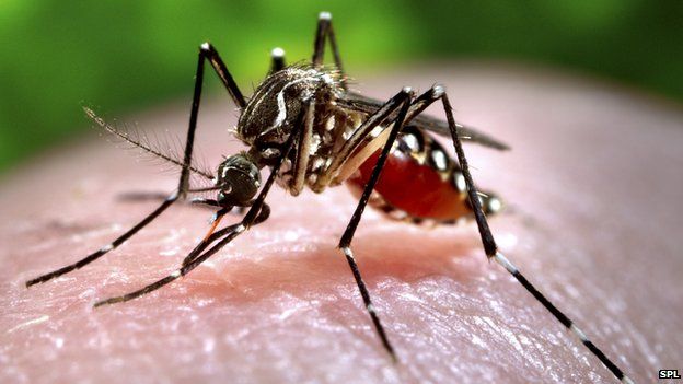 best mosquito killer machine for indian environment