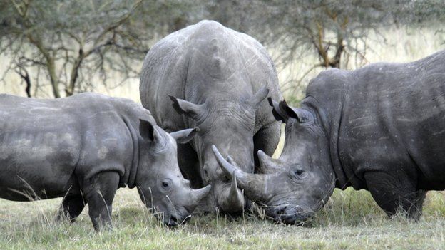 Countries sign deal to help stop rhino poaching - BBC Newsround