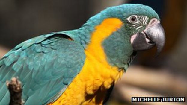 Rare macaws bred in Cornwall to be flown to Bolivia - BBC News