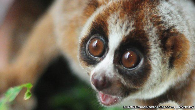 slow loris eyes