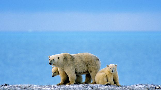 polar bears and water