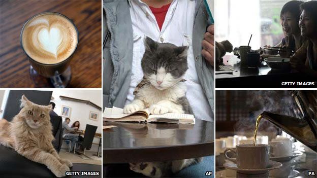 Cats in cafes