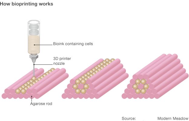 Bioink containing various types of cell is printed into moulds made from agarose gel.