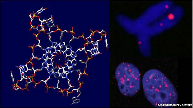A representation of the four-stranded structure (L) and fluorescent markers reveal its presence inside cells (R)
