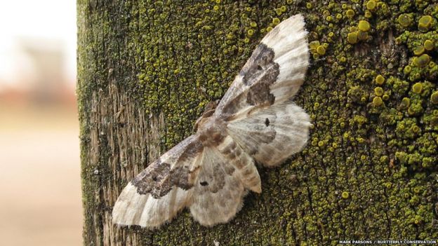Pictures: Ups and downs for UK moths - BBC Newsround