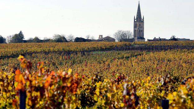 Vineyard in Saint-Emilion, near Bordeaux, south-western France