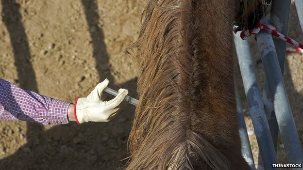 Horse receiving injection