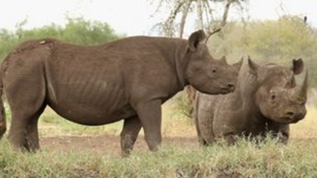 Three Charged In Rhino Horn Smuggling Ring - Bbc News