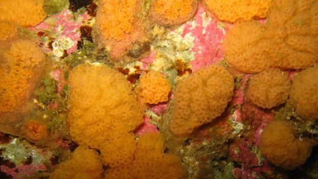 A species found in deep sea called Ascidiaceae, a Botryllus specie