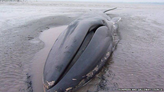 Dead whale washed up in Wigtown Bay - BBC News