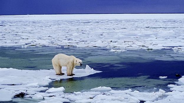 Climate change: Polar bears could be lost by 2100 - BBC News