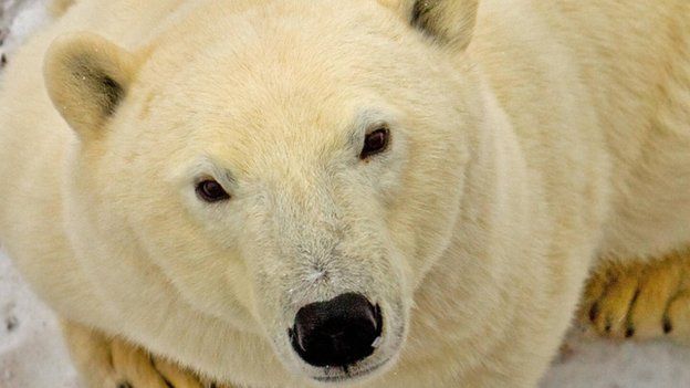 Pelts and other body parts are exported from bears hunted in the Canadian Arctic