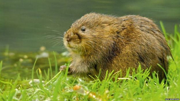 In pictures: Mammal photo winners - BBC News