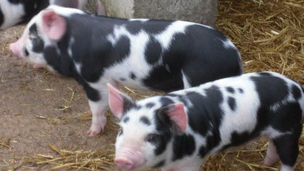 The three pigs to be reared by Peasenhall Primary School pupils