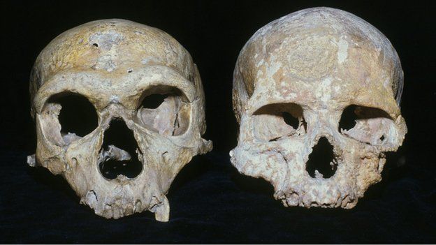 Neanderthal and modern human kulls