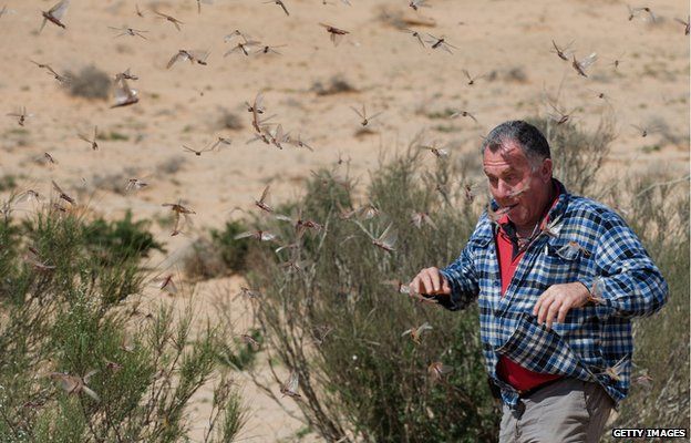 An Israeli man walks through a swarm of locusts in Kmehin, in the Negev desert, on the border with Egypt