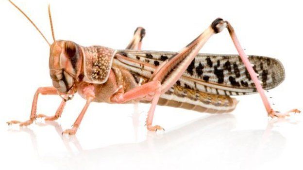 Close up of a locust