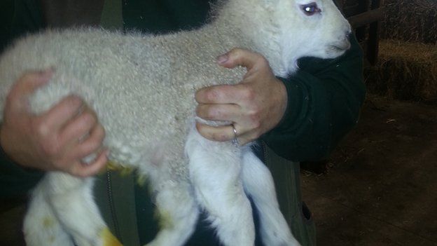 Quinto the lamb, which was born with five legs.