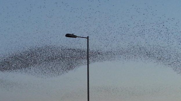 Starlings over Swindon