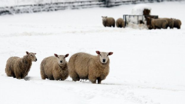 Cyhoeddi Mwy O Help I Ffermwyr Wedi'r Tywydd Garw - BBC Cymru Fyw