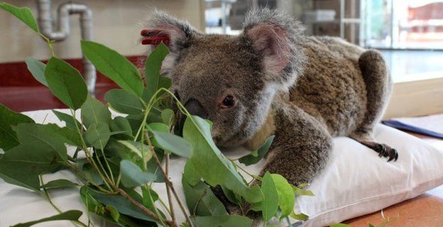 A koala called Penny wakes up from a mild anaesthetic and is offered a meal of eucalyptus leaves at the Australia Zoo Wildlife Hospital