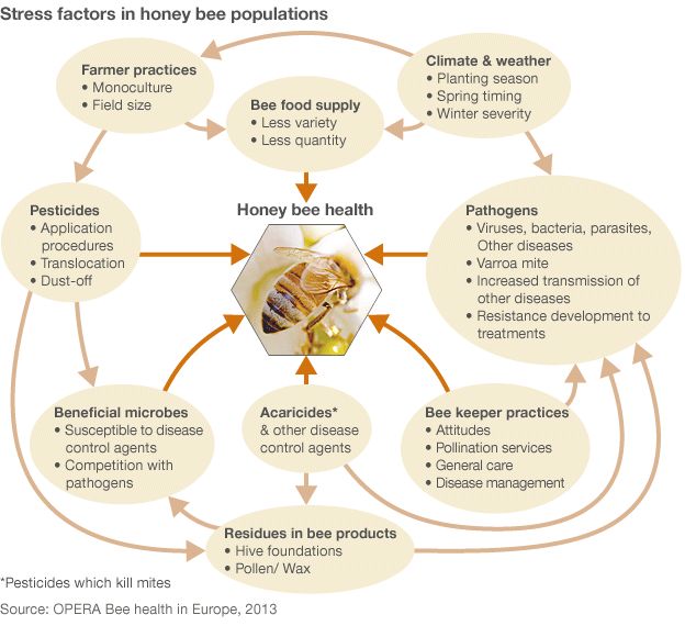 Bee stress factors - graphic