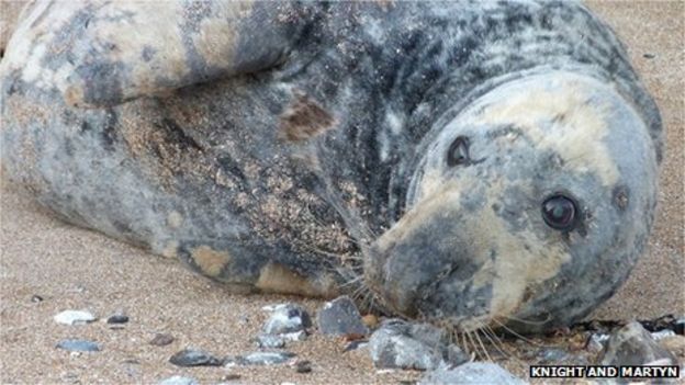 Seal Beached In Sussex Killed Due To Sickness Bbc News