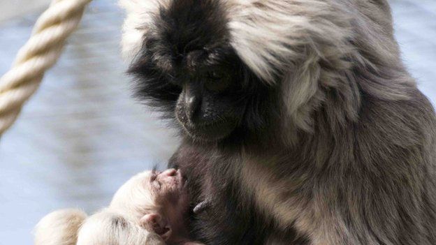 Mother and baby Pileated Gibbon at Blackpool Zoo