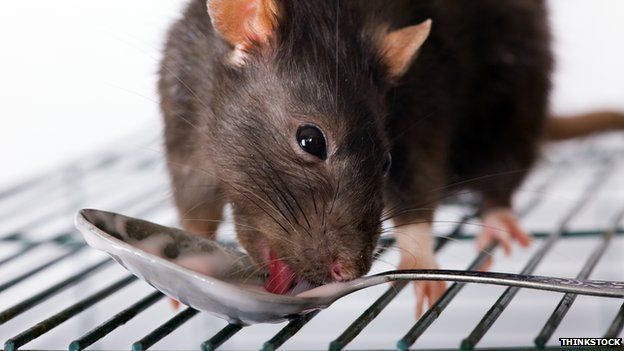 Rat meat and Chinese food safety - BBC News
