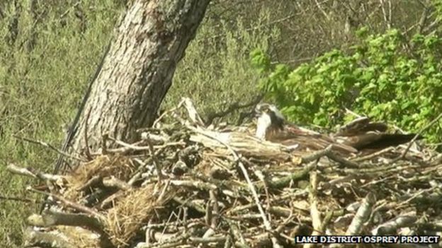 Lake District Ospreys Produce Eggs At Bassenthwaite Nest Bbc News