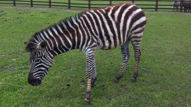 Horncastle couple seek mate for former circus zebra, Marty - BBC News