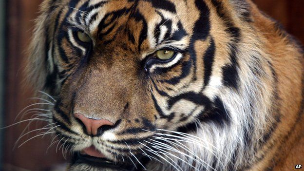 Keeper killed by tiger in Lake District zoo - BBC Newsround