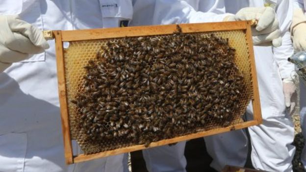 Peterborough Shopping Centre Buzzing With Thriving Bees - Bbc News