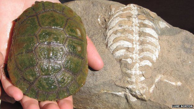 A living South African sideneck turtle (Pelusios niger) next to its 260-million-year-old relative, Eunotosaurus africanus