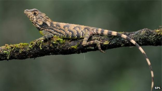 Extinct lizard named after The Doors' singer Jim Morrison - BBC News