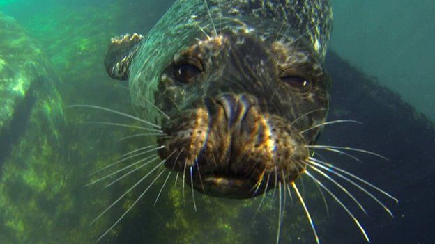 Common seal swimming underwater (c) BBC