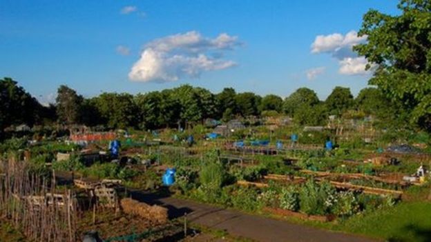 Allotment keeping proves no walk in the garden  BBC News