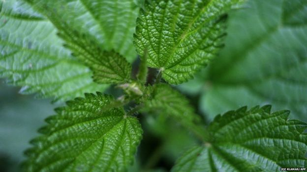 Newsround's guide to some of nature's most painful stingers - BBC Newsround