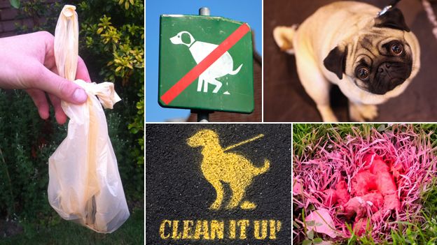 Composite pictures including a dog poo bag, a "clean it up" sign, and a guilty looking dog