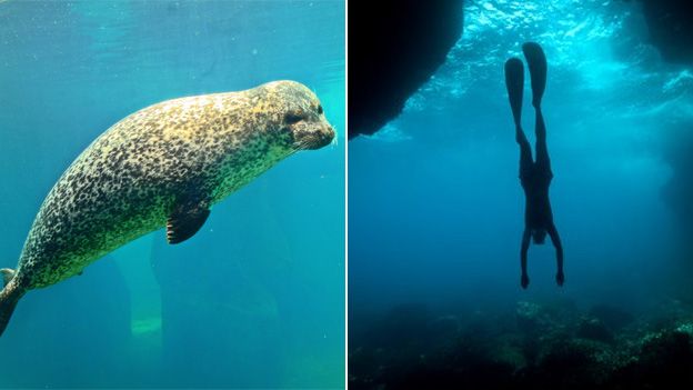 Seal and freediver (c) BBC/SPL