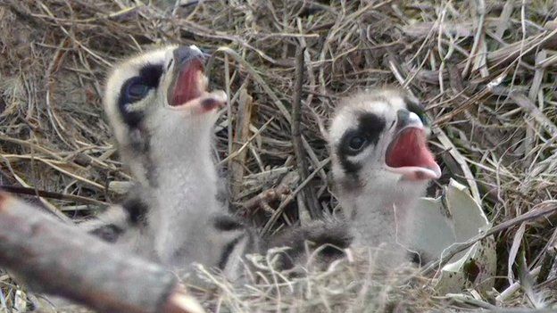 The osprey chicks