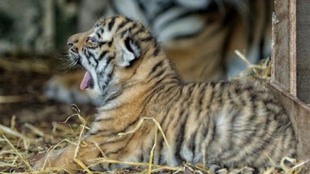 Pictured: Adorable endangered Siberian tiger cubs born in Woburn Safari  Park, London Evening Standard