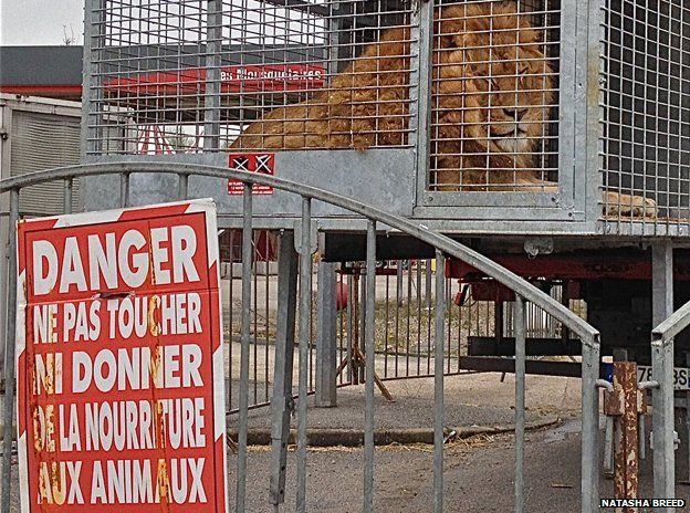 Lion in a cage outside the circus