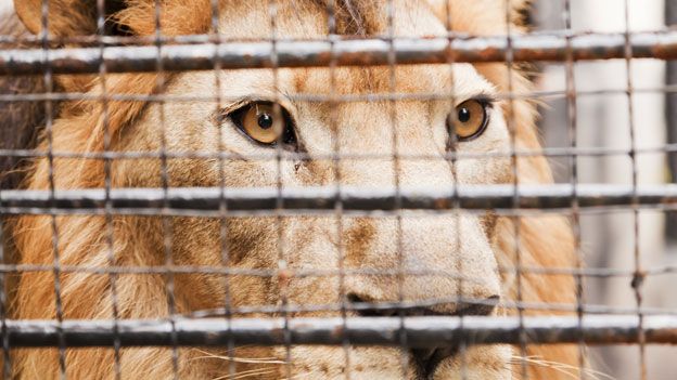 Rescued circus lions from Peru and Colombia to live in Colorado