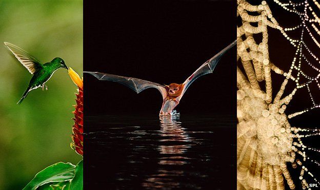 Hummingbird, bat, spider web (c) Science Photo Library
