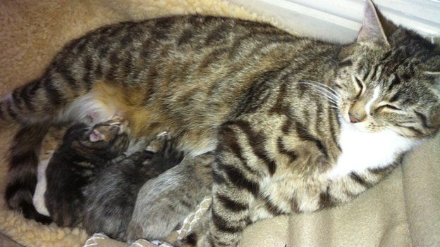 Essex Police drop Barnston kitten theft probe - BBC News