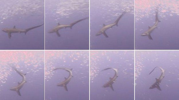 Thresher shark stuns prey with its tail