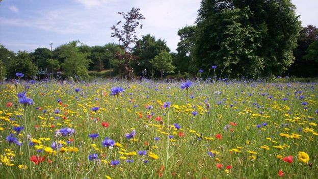 Your pictures of Scotland: 12 - 19 July - BBC News