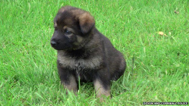 Police dog puppies named by public - BBC Newsround