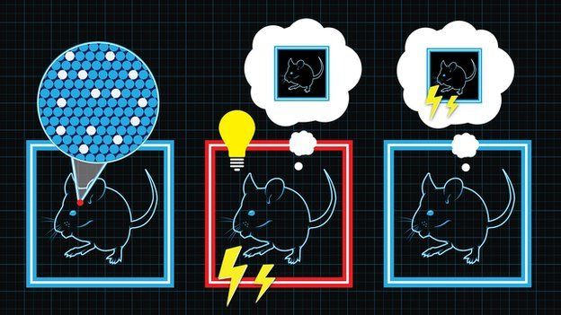 This cartoon explains how Dr Tonegawa's team created a false memory in the brain of mice